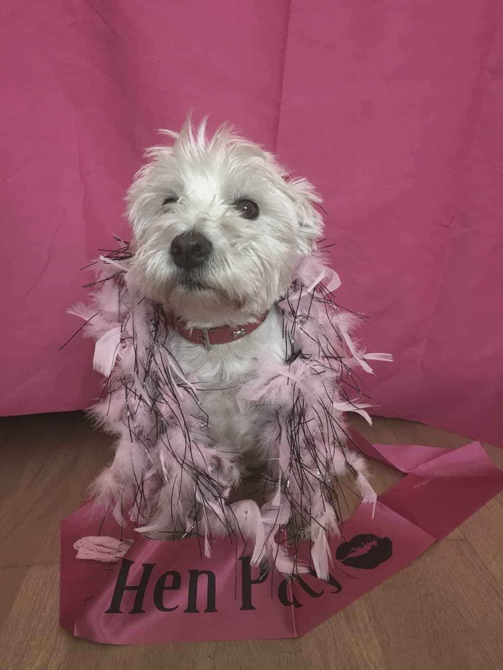 Lulu, a scruffy white Westie, dressed up in a pink feather boa and a party sash