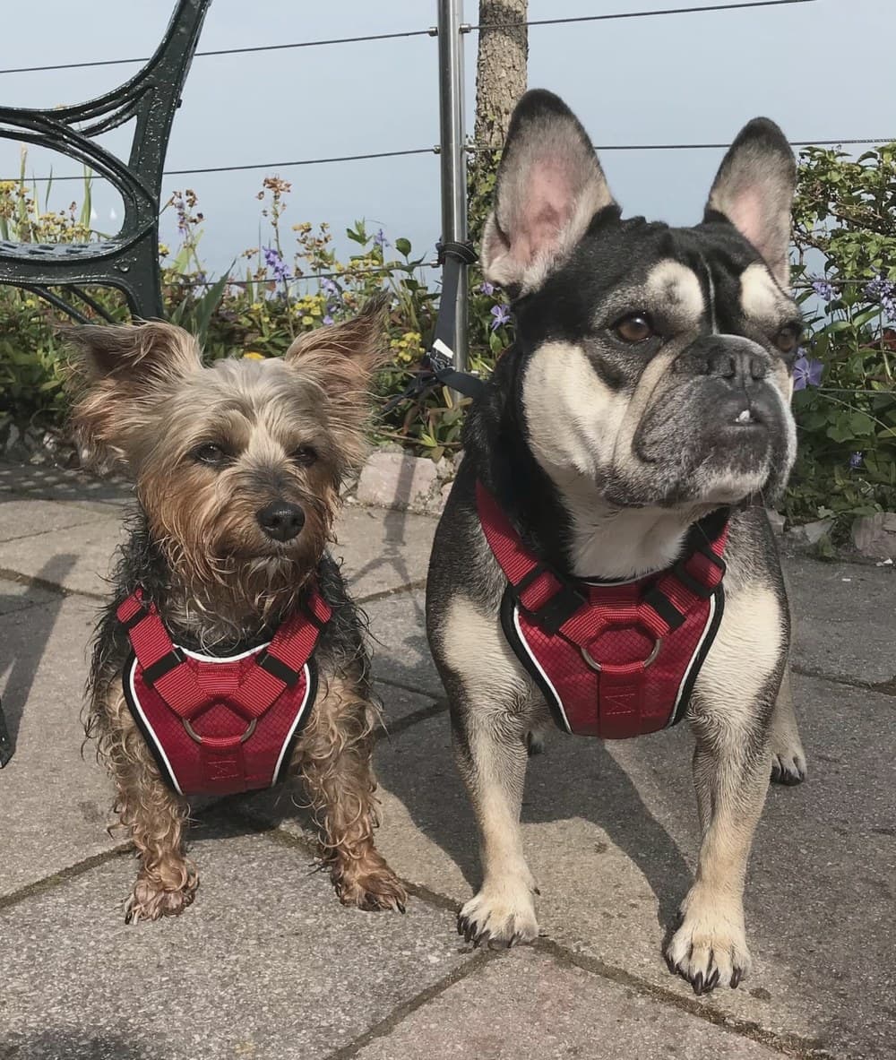 Millie the Yorkshire terrier and Nellie the French bulldog side by side in matching red harnesses