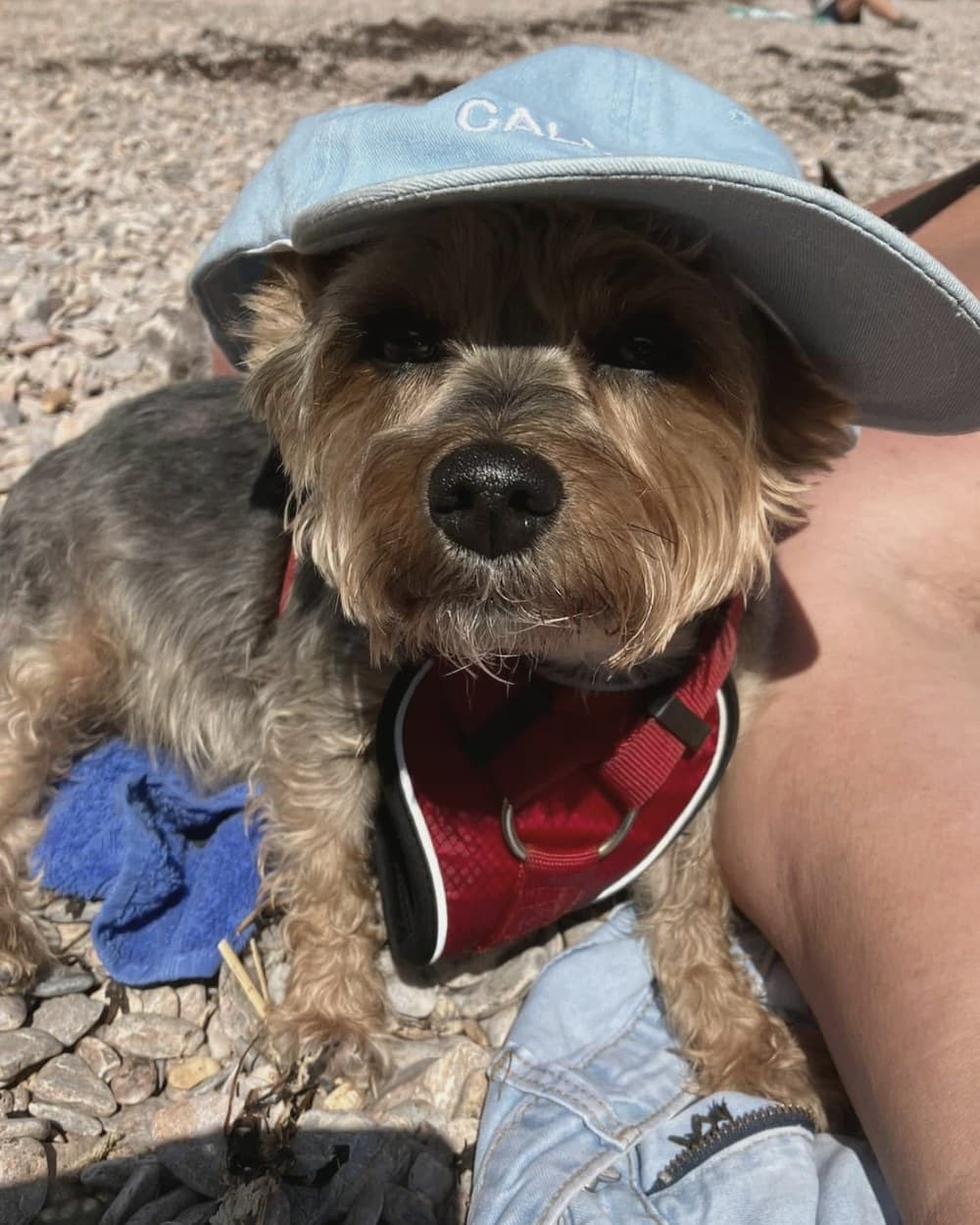 Millie, a Yorkshire terrier, in a pale blue sun hat resting on a pebble beach