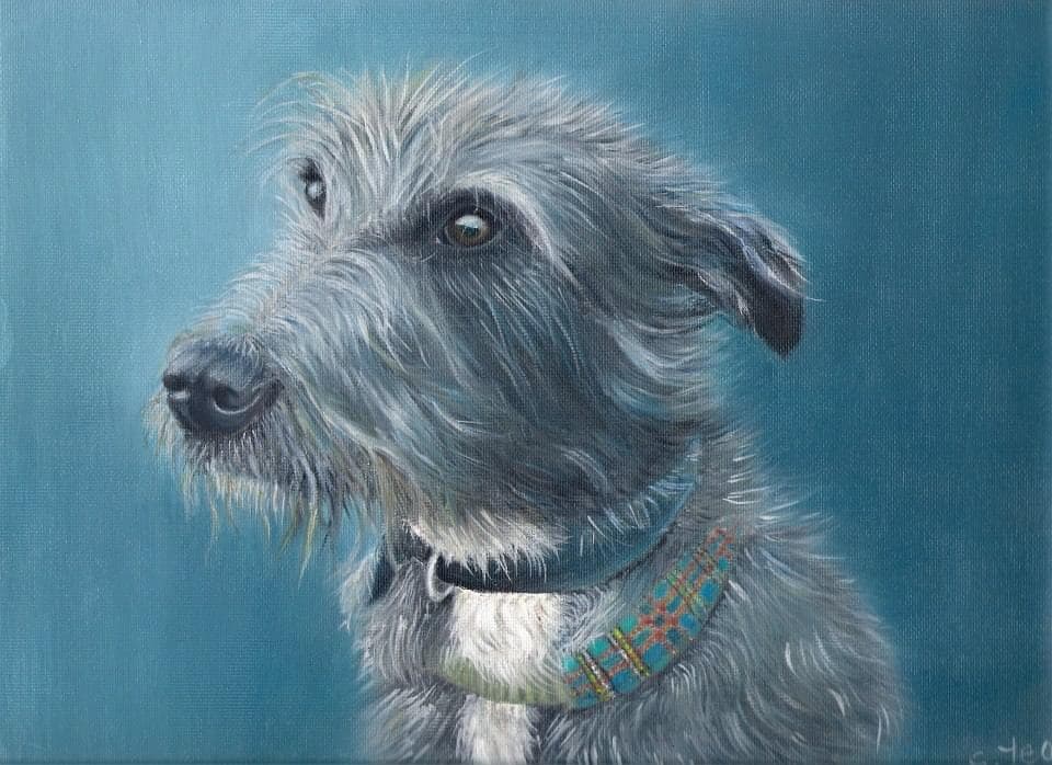 Oil painting of a grey wiry-coated dog in a tartan collar looking to the side against a teal background